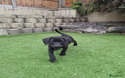 Labrador Retriever dogs for sale: ONLY 2 LEFT. Beautiful Healthy Labrador Puppies - Image 38
