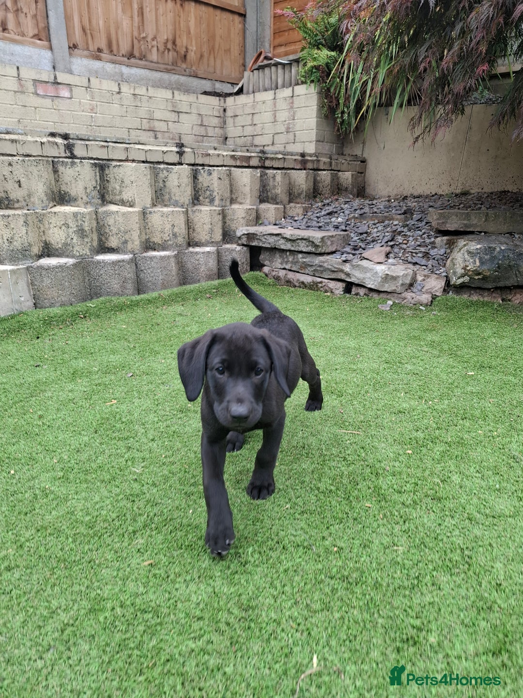 Labrador Retriever dogs for sale: ONLY 2 LEFT. Beautiful Healthy Labrador Puppies - Image 38