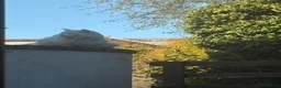 Ragdoll cats for sale: 4 beautiful half ragdoll kittens  - Advert 9
