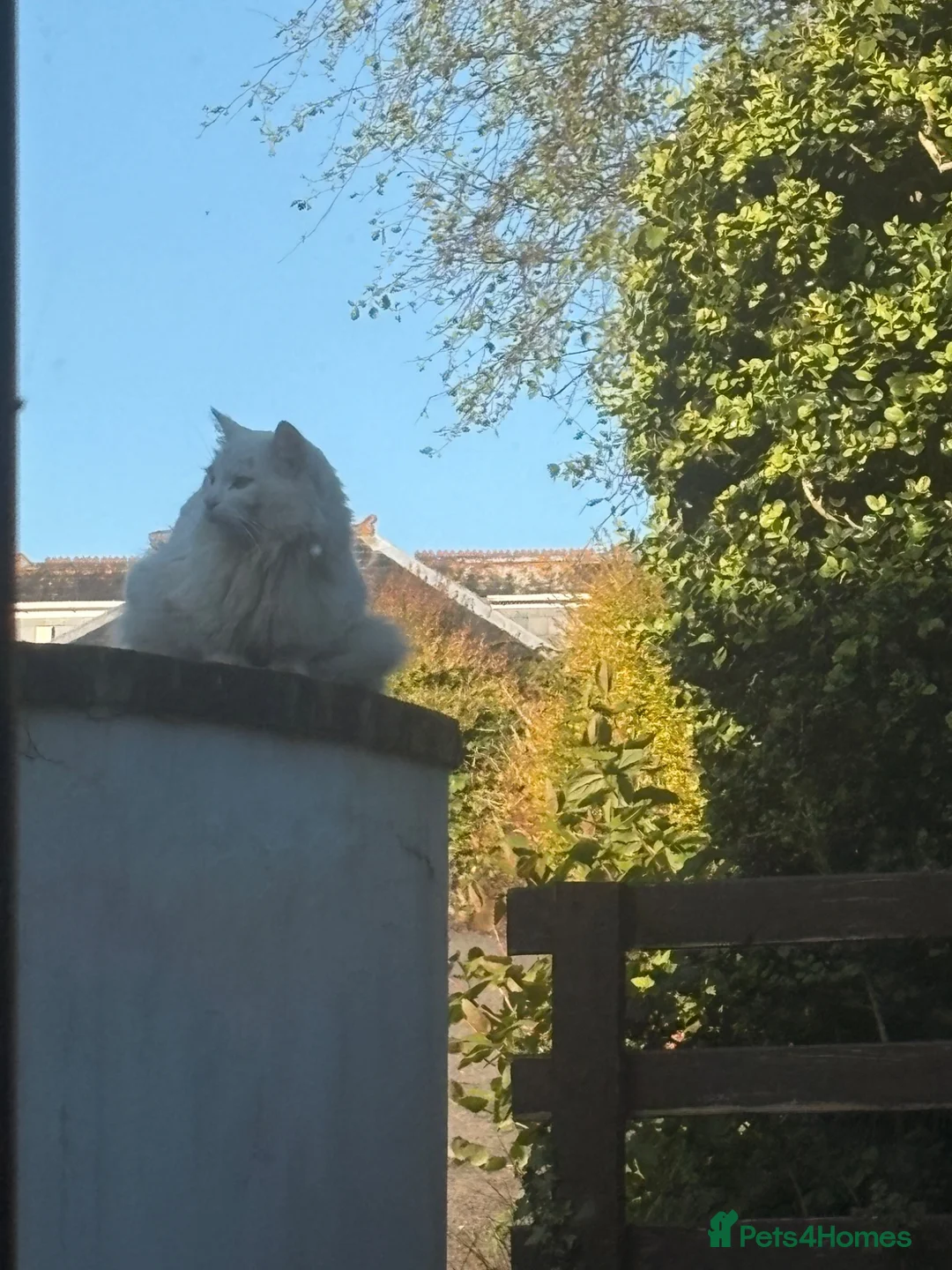 Ragdoll cats for sale: 4 beautiful half ragdoll kittens  - Advert 9