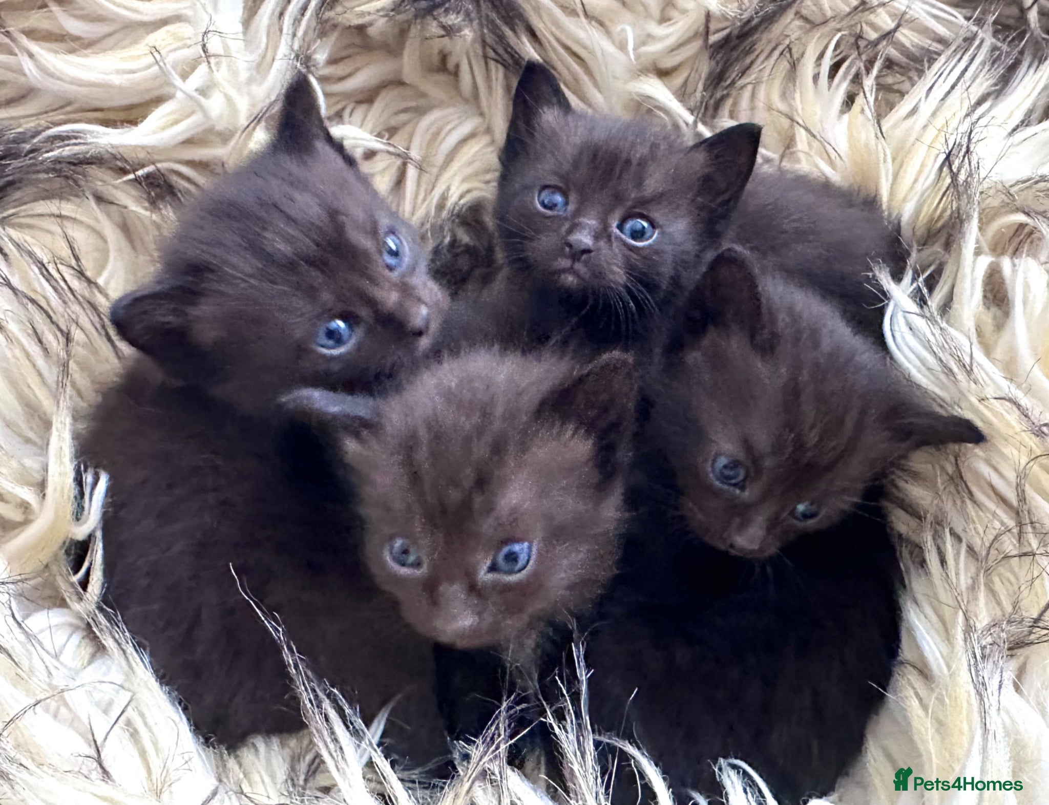 Ragdoll cats 6 Beautiful brown/black Ragdoll kittens X - Advert 2