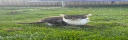 Maine Coon cats for sale: Beautiful Maine Coon Kitten - Advert 3
