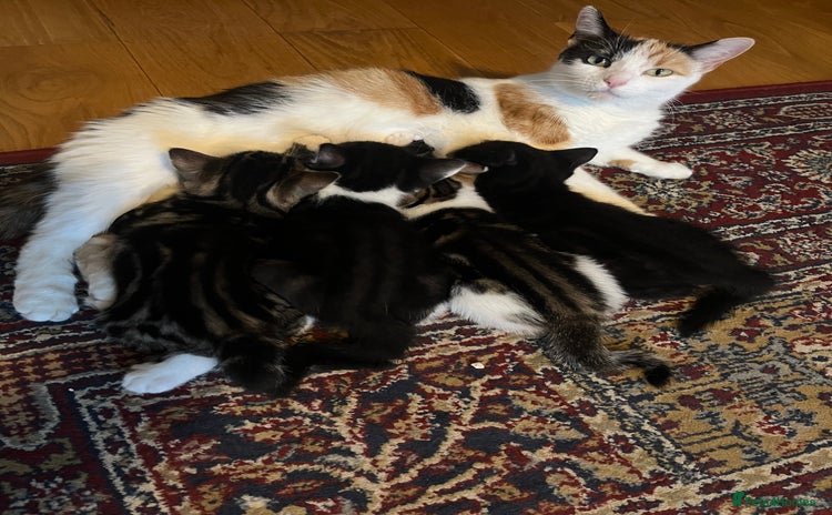 Mixed Breed cats - Advert 8