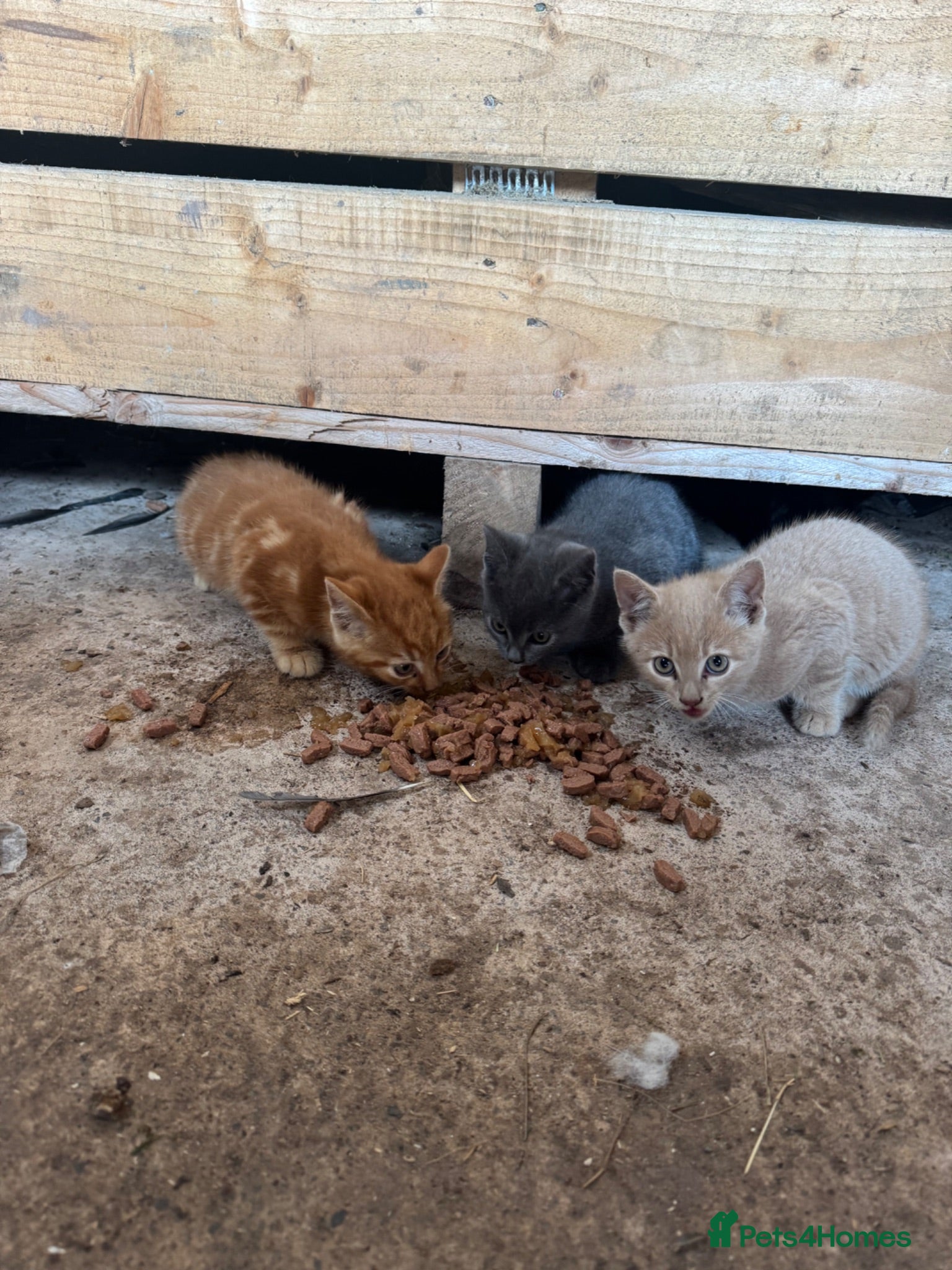 Domestic Shorthair cats Beautiful Farm Kittens - Advert 1