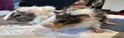 Guinea Pig rodents for sale: Baby boy guinea pigs long haired 8 weeks old  - Advert 4
