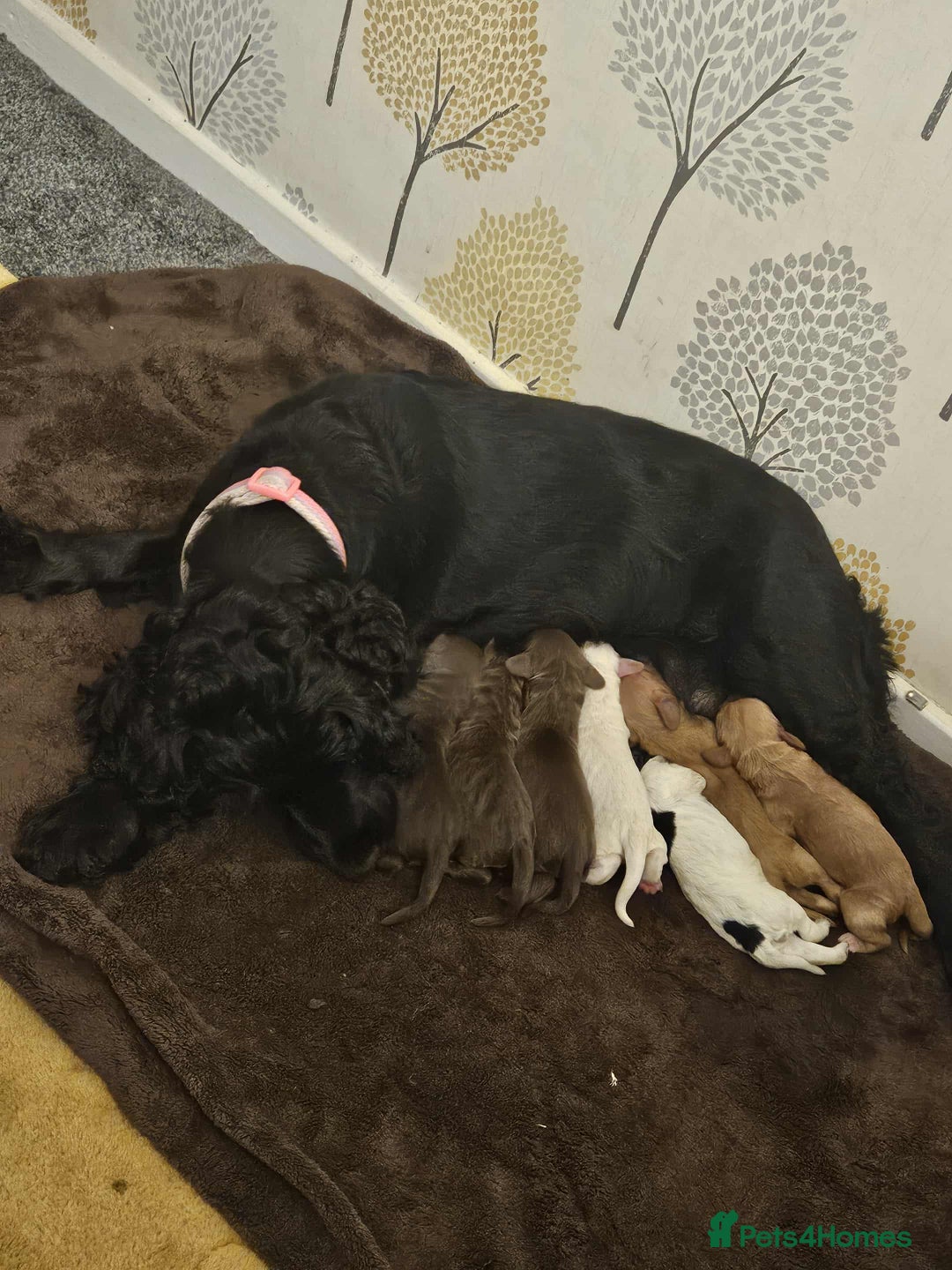 Cocker Spaniel dogs for sale: Cocker spaniel puppies - Advert 8