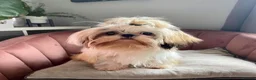 Shih Tzu dogs for stud: Shih Tzu for stud - Advert 6