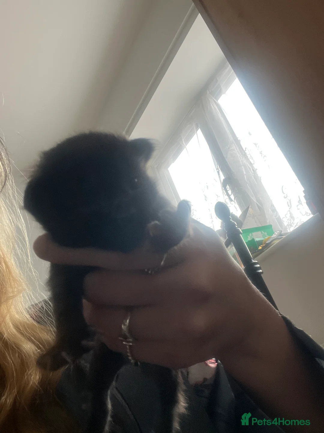 Maine Coon cats for sale: 4 beautiful maincoon mix tab kittens  - Advert 1