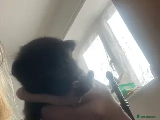 Maine Coon cats 4 beautiful maincoon mix tab kittens - Advert 1