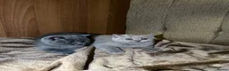 British Shorthair cats for sale: British shorthair kittens lilac and blue - Advert 16