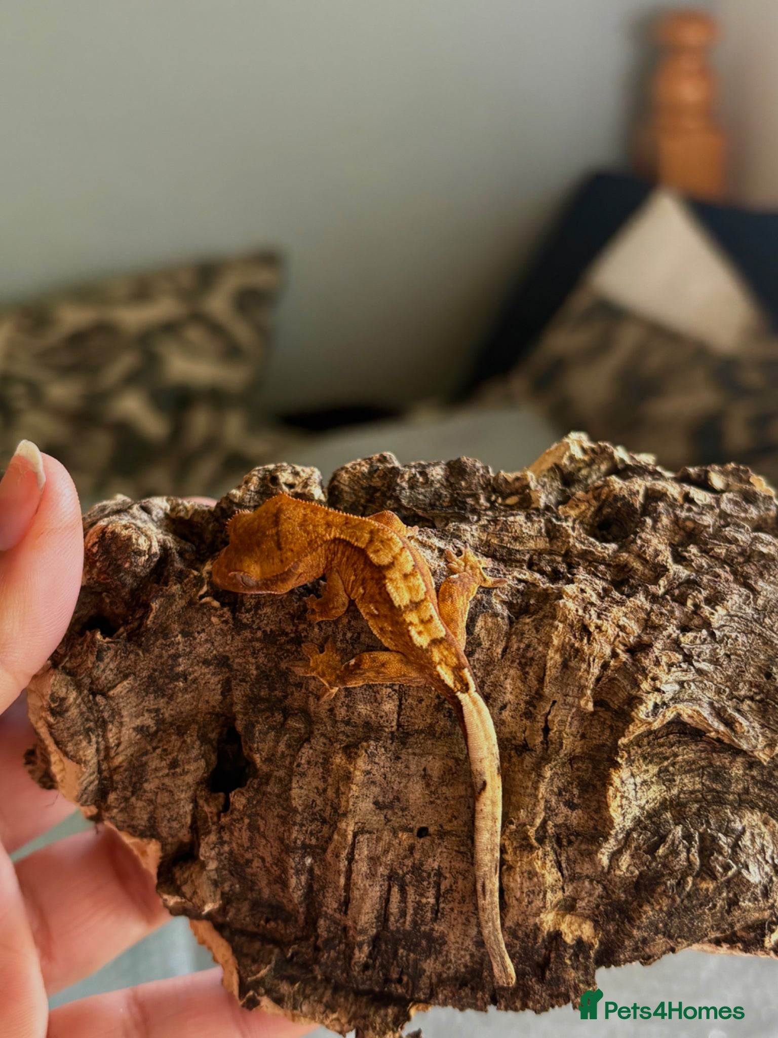 Gecko reptiles 🦎Crested geckos available mixed morphs🦎 - Advert 7