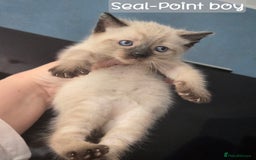 Ragdoll cats for sale: 12 half-Ragdolls (£150-£475) - Image 4