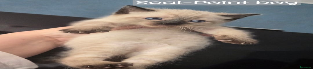 Seal-Point boy