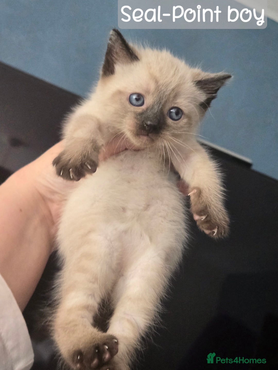 Ragdoll cats for sale: 12 half-Ragdolls (£150-£475) - Image 4