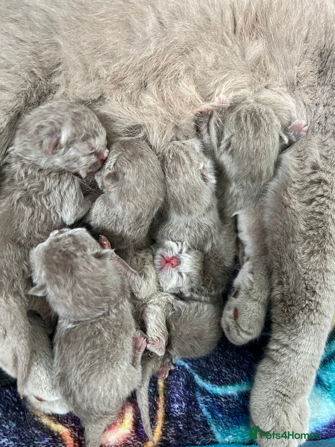 Scottish Fold cats for sale: Beautiful Scottish fold/straight lilac kittens  - Image 2