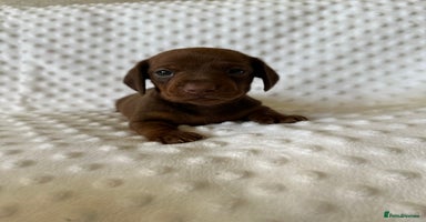 Miniature Dachshund dogs - Advert 2