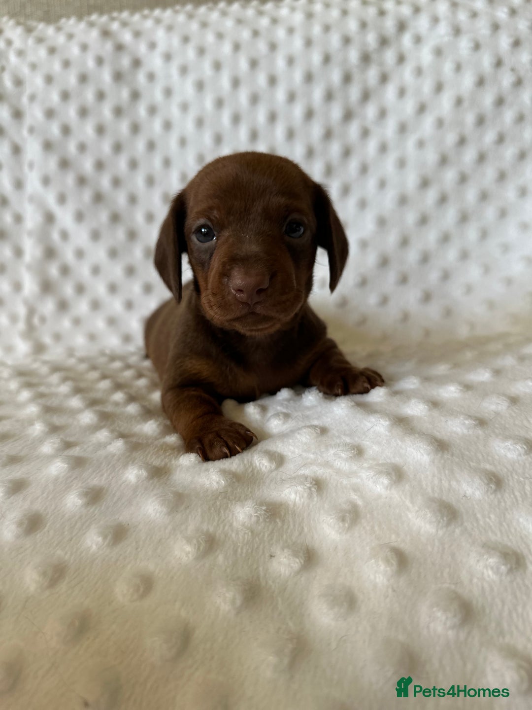 Miniature Dachshund dogs for sale: Champion lines mini Daschund last brindle boy  - Image 4