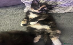 Mixed Breed cats for sale: 4 little girl kittens  - Image 8
