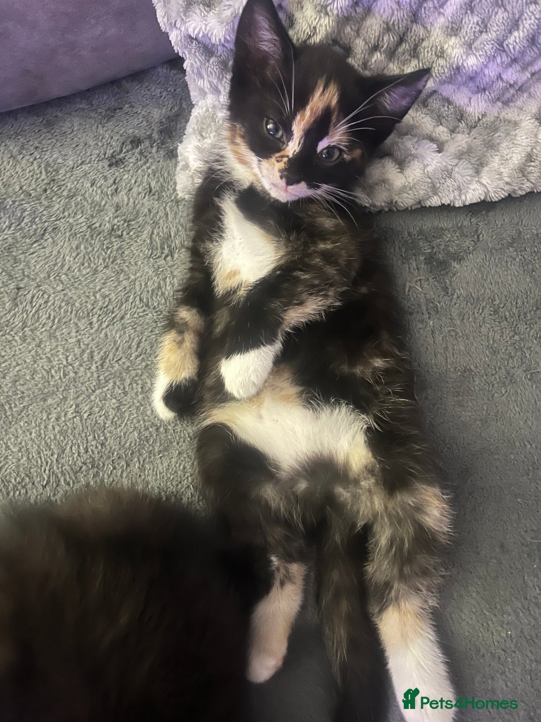 Mixed Breed cats for sale: 4 little girl kittens  - Image 8