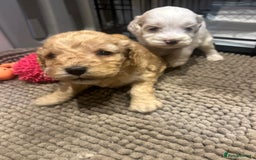 Mixed Breed dogs for sale: BEAUTIFUL PUPPIES - Cockapoo x Sproodle  - Image 19