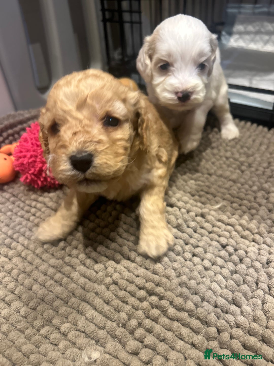 Mixed Breed dogs for sale: BEAUTIFUL PUPPIES - Cockapoo x Sproodle  - Image 19