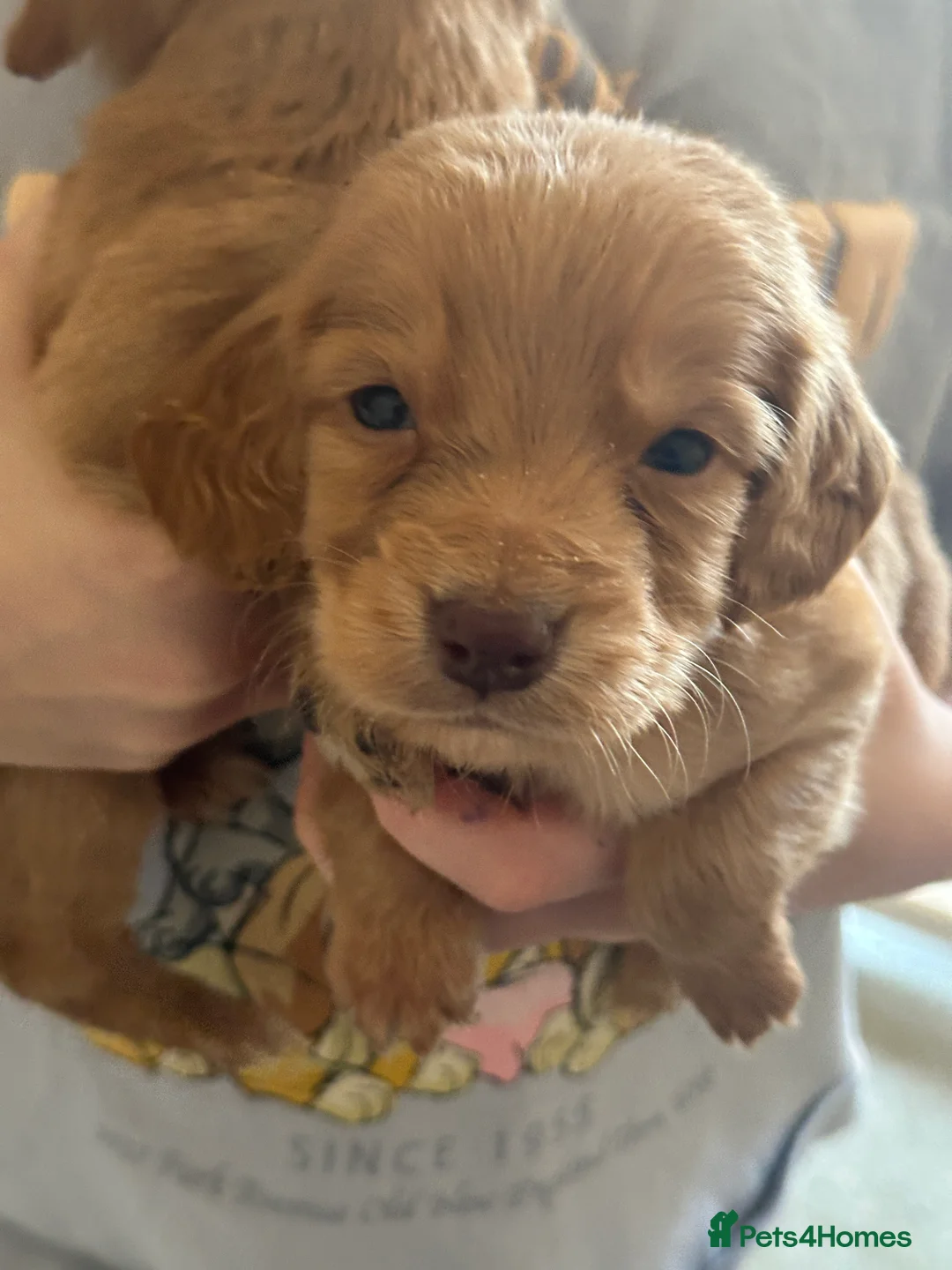 Cocker Spaniel dogs for sale: 1,500 - Advert 5