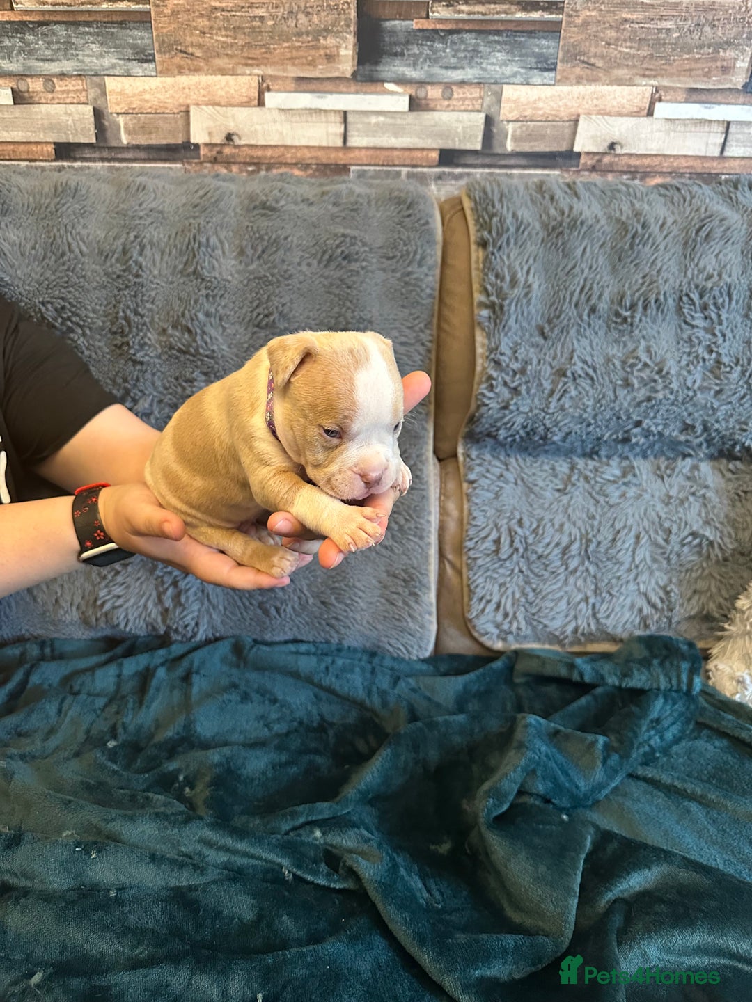 American Bully dogs for sale: 🐾 ABKC Registered Micro/Pocket Bully Puppies! 🐾 - Image 24
