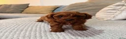 Cavapoo dogs for sale: Adorable FB2 Cavapoos  - Advert 5
