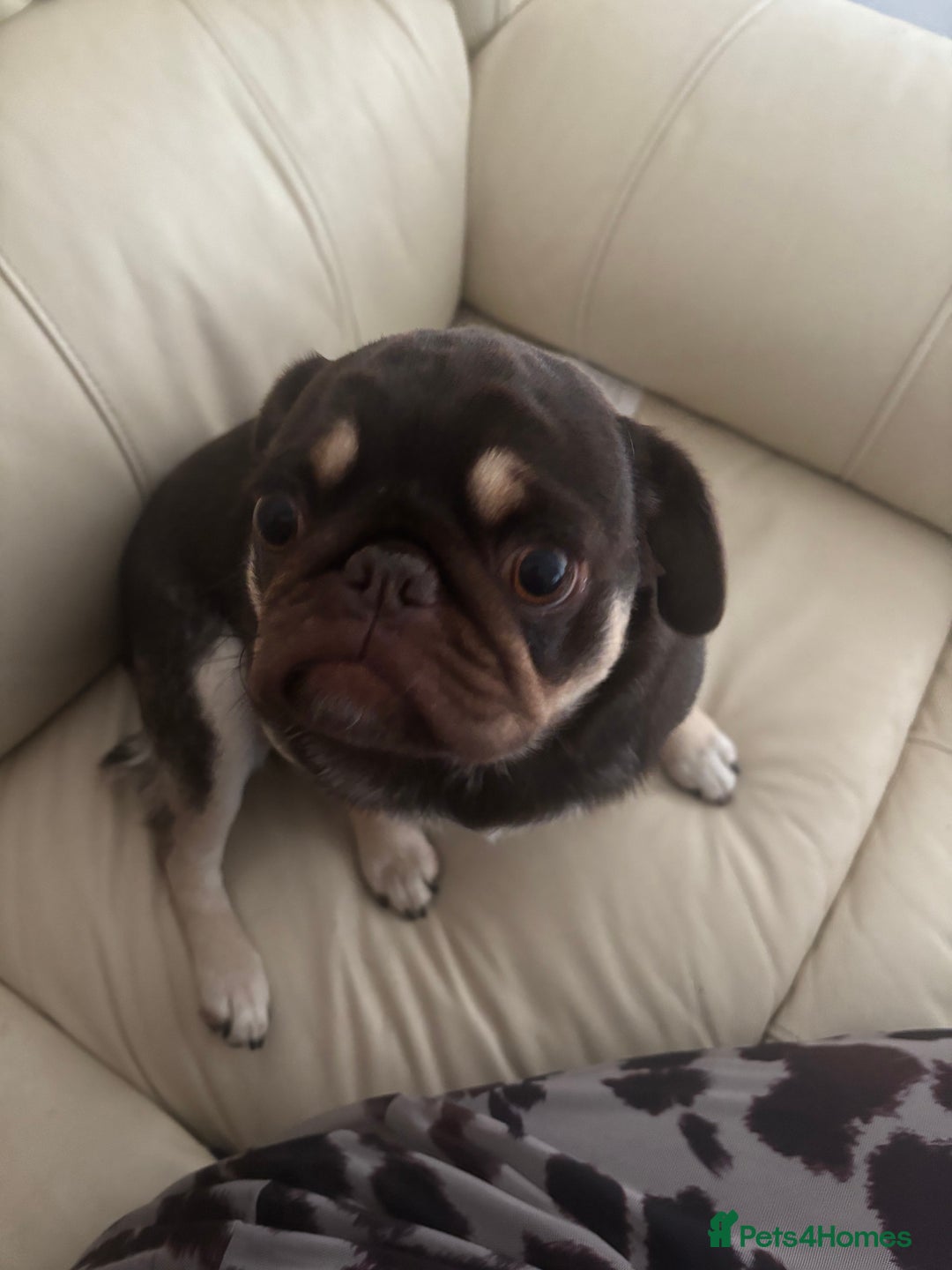 Pug dogs for sale: Chocolate pug for sale - Image 4