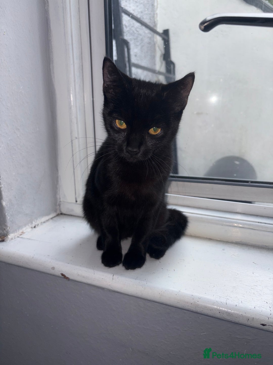 Burmese cats for sale: Small black Burmese - Image 4