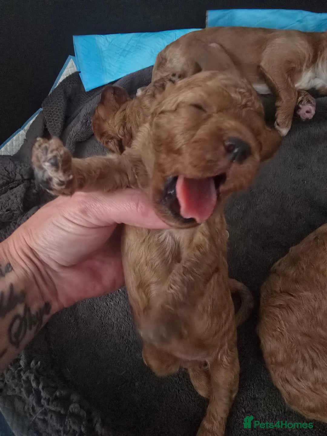 Cavapoo dogs for sale: Miniature F1B Cavapoo puppies 1 Left - Image 20