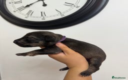 Mixed Breed dogs for sale: Weimaraner / German Shepherd puppies - Advert 11