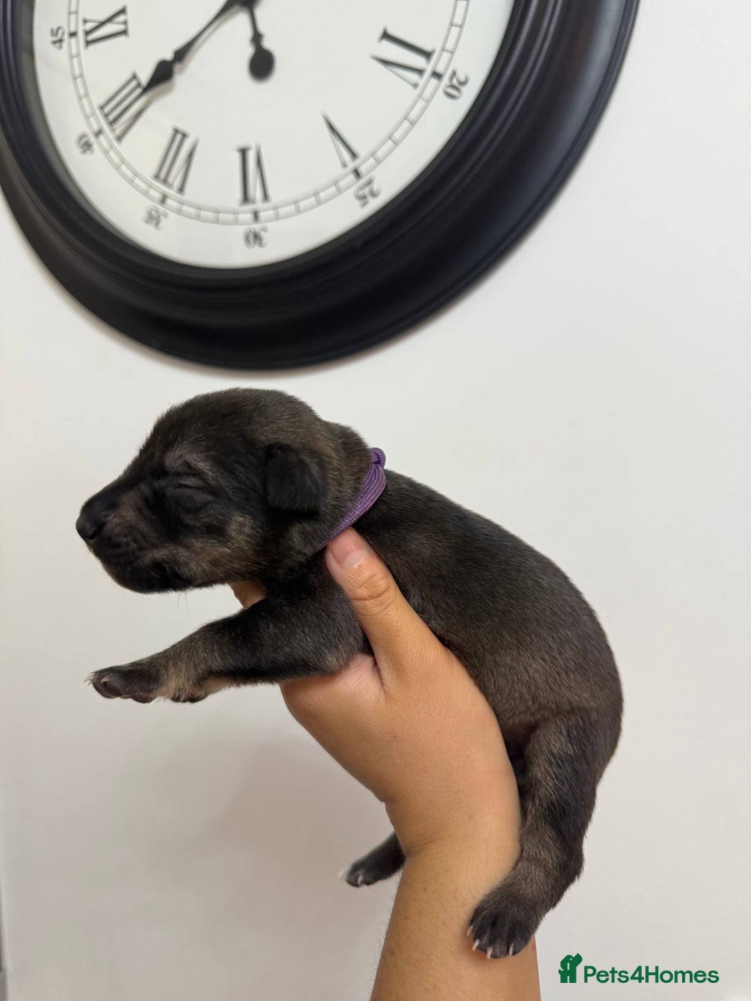 Mixed Breed dogs for sale: Weimaraner / German Shepherd puppies - Advert 11