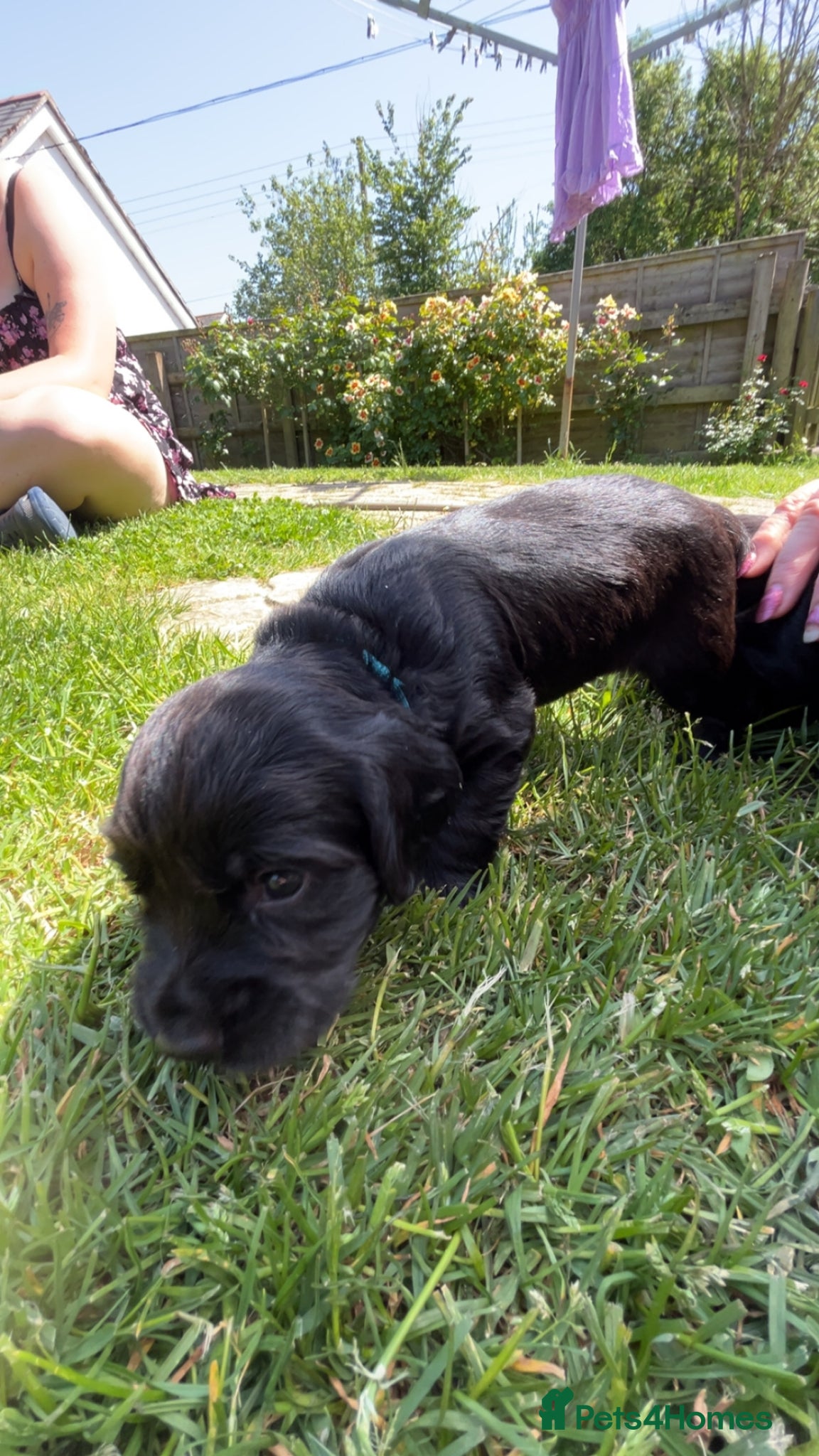Sprocker dogs for sale: Fully health tested F1 working Sprocker spaniels  - Advert 5