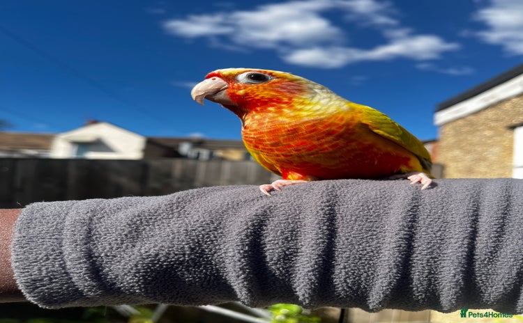Conures birds - Advert 1
