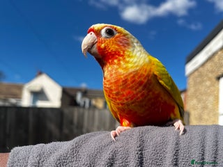 Conures birds - Advert 10