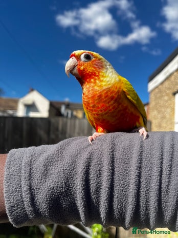 Conures birds - Advert 2