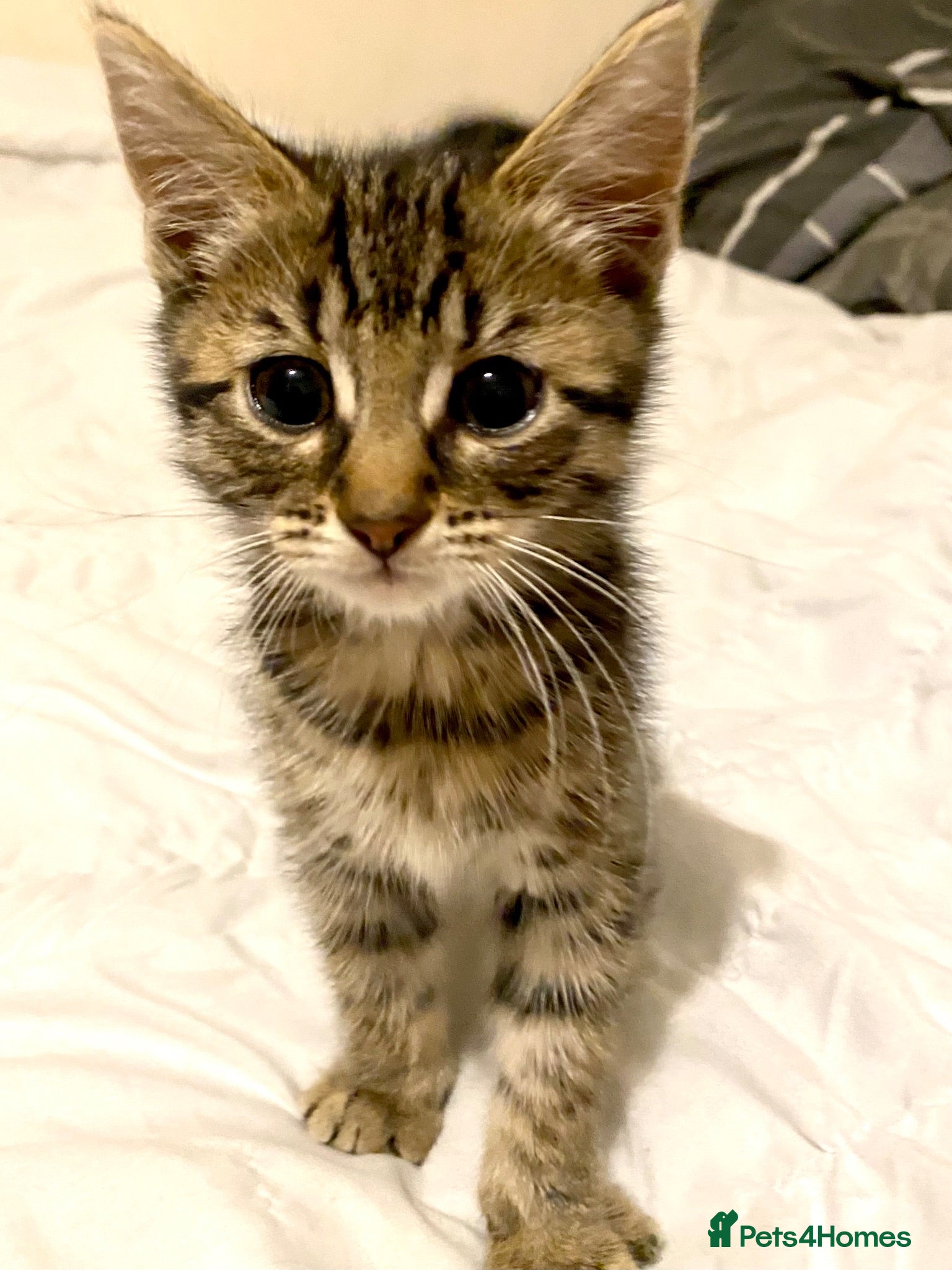 Bengal cats Bengal/khao manee kittens  - Advert 16
