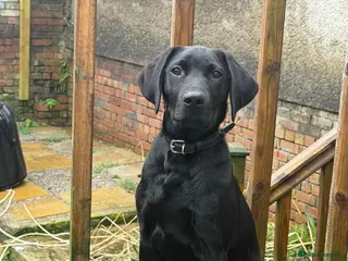 Labrador Retriever dogs Labrador retriever working line - Advert 1