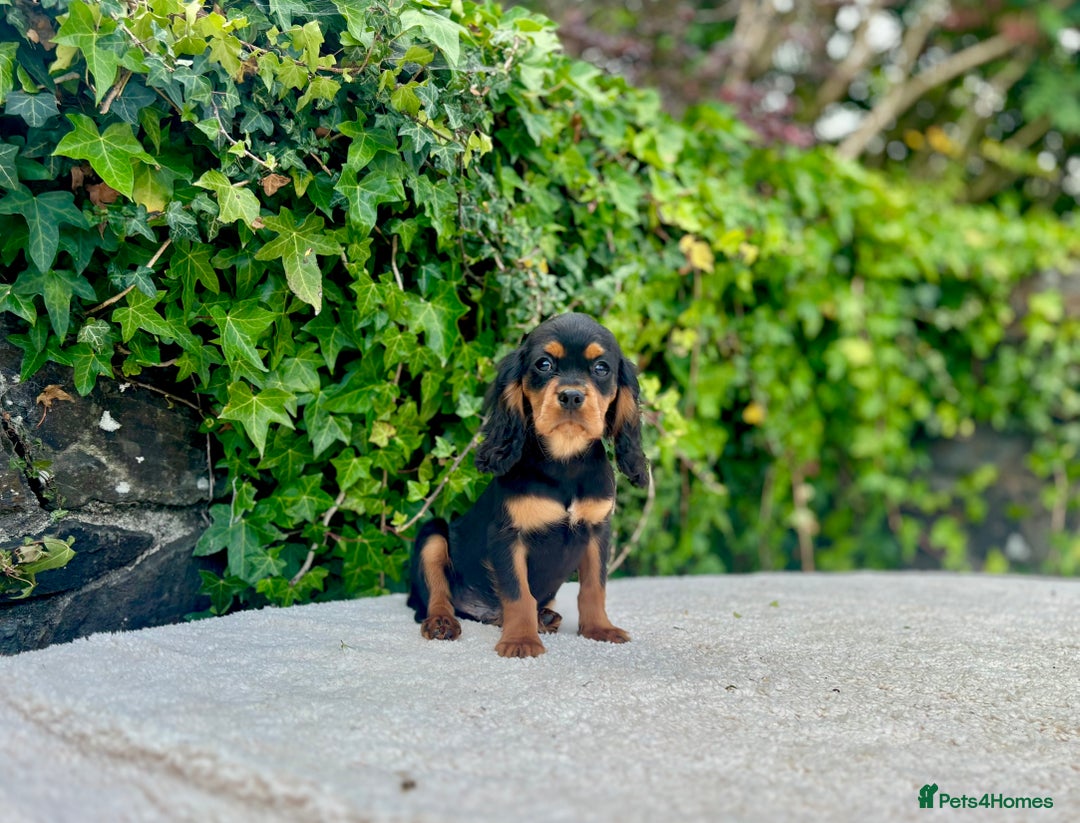 Cavalier King Charles Spaniel dogs for sale: Gorgeous Black Tan and Tri Cavalier Puppies - Image 7