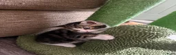 Domestic Shorthair cats for sale: 2 male kittens left out a litter of 5  in West Bromwich - Advert 8