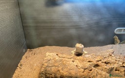 Lizard reptiles for sale: Female Collared Lizzard +Full set up - Image 5