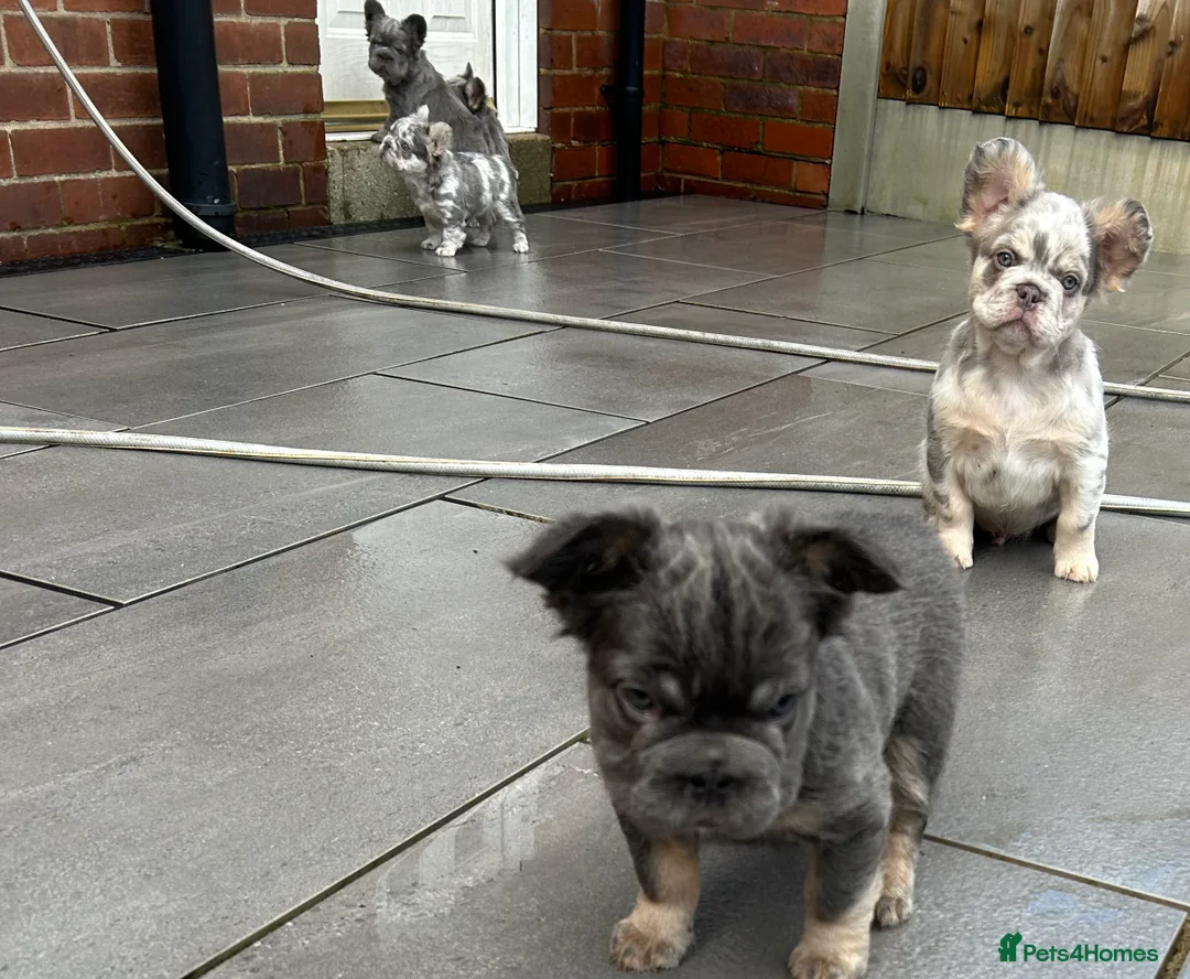 French Bulldog dogs for sale: Fluffy French bulldogs  ** s carrying pink - Advert 33