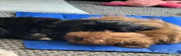 Shih Tzu dogs for sale: Beautiful  Shih Tzu puppies - ONLY 3 girls left !! - Advert 2