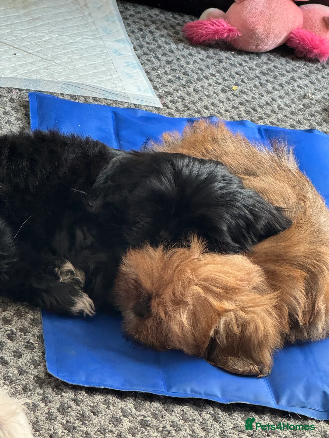 Shih Tzu dogs for sale: Beautiful  Shih Tzu puppies - ONLY 3 girls left !! - Advert 2