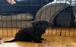Cockapoo dogs for sale: Poppy - Advert 4