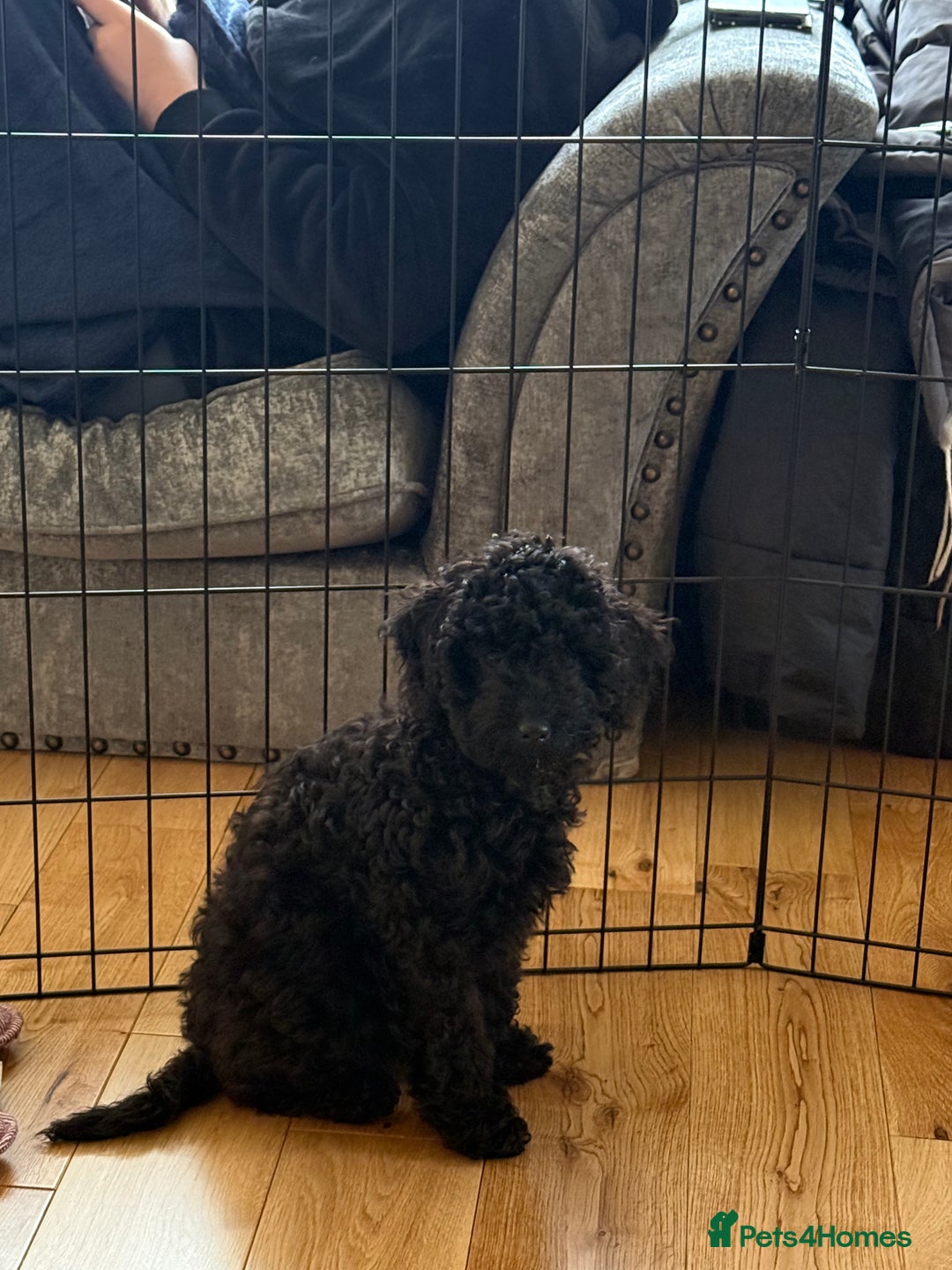 Cockapoo dogs for sale: Poppy - Advert 4