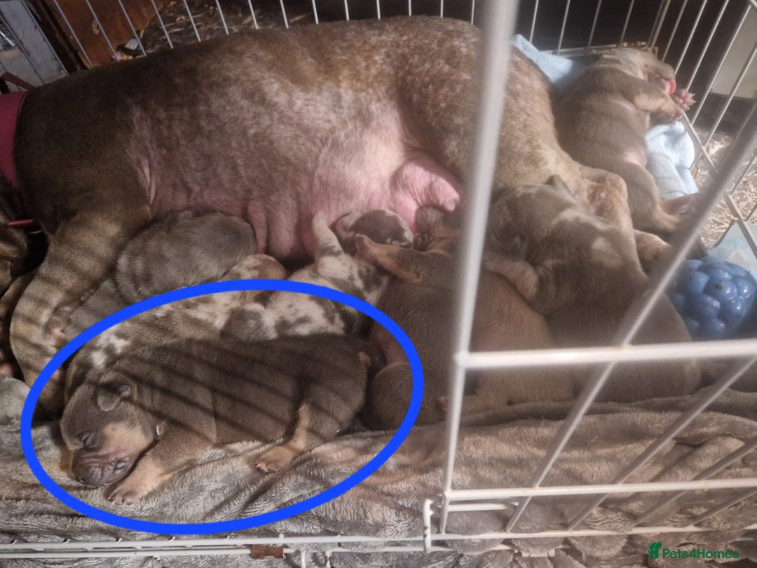 American Bully dogs for sale: Amazing 10 week old pocket bully Boy for sale  - Advert 11