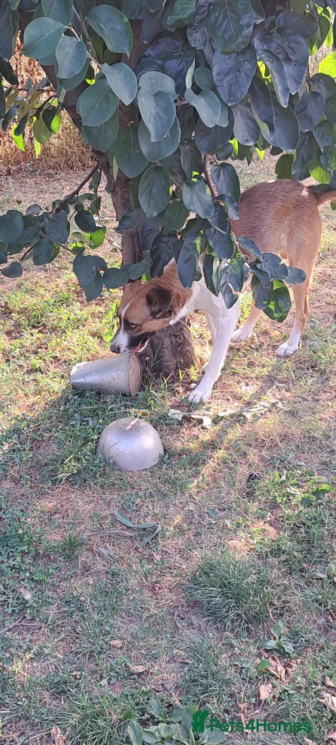 Mixed Breed dogs for adoption: BENNY - a faithful dog for a Loving Home - Image 10