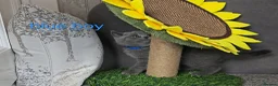 British Shorthair cats for sale: British Shorthair kitten - Advert 15